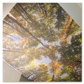 Die Baumkronen eines herbstlichen Waldes strahlen in warmen Gelb- und Orangetönen unter einem klaren Himmel.